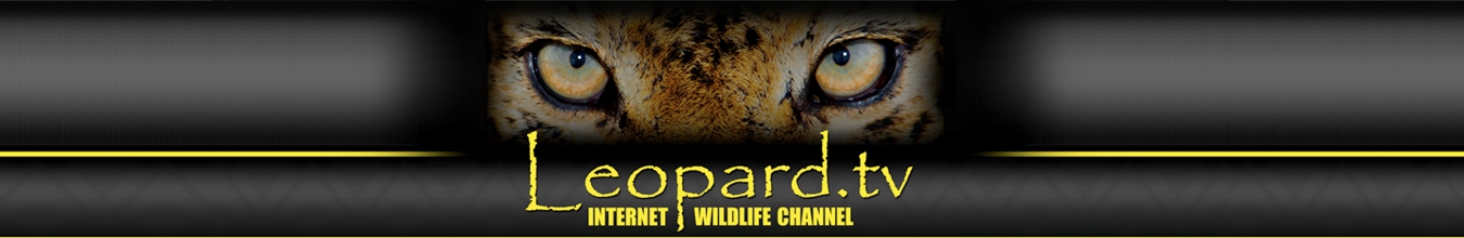 Leopard.tv banner